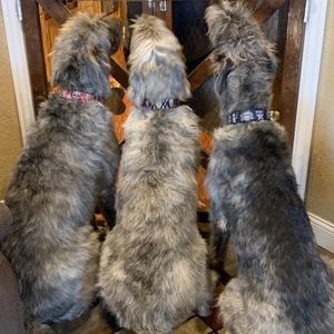 Meet your Posher, Gaylein